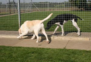 Kennels and Cattery Peterborough