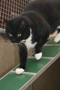 Cat in heated pen