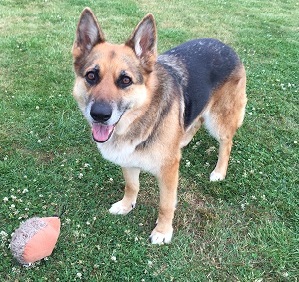 Happy dogs at Dixans Kennels