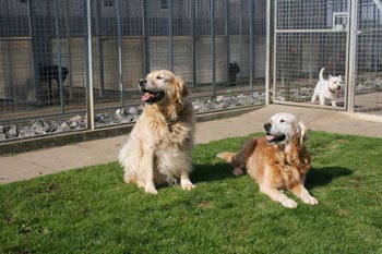 Dogs in our boarding kennels, Peterborough