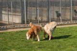 Kennels with space to play